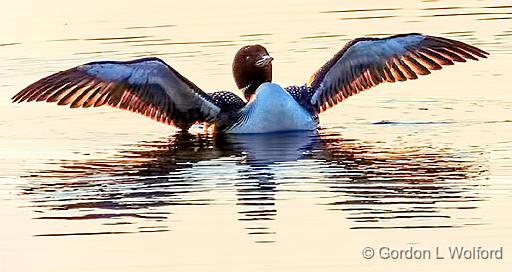 Backlit Loon Near Sunset_DSCF20487.jpg - Common Loon (Gavia immer) photographed along the Rideau Canal Waterway at Smiths Falls, Ontario, Canada.